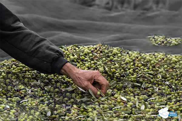 fresh olive in men's hand